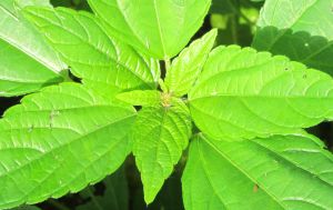 Amaranth close up